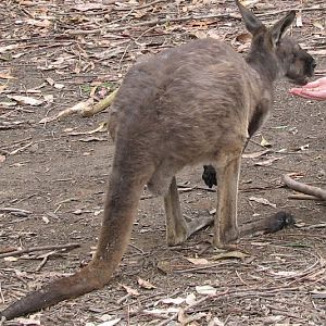 Nowra 2011 - Western Grey Kangaroo