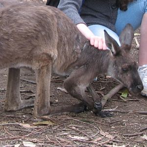 Nowra 2011 - Western Grey Kangaroo