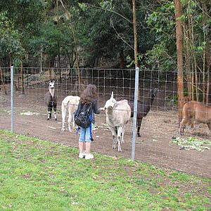 Nowra 2011 - Llamas