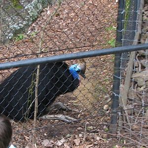 Nowra 2011 - Southern Cassowary