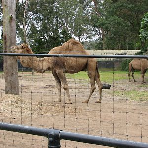 Nowra 2011 - Dromedary Camels