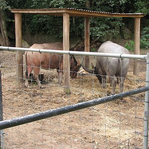 Nowra 2011 - Asiatic Water Buffaloes