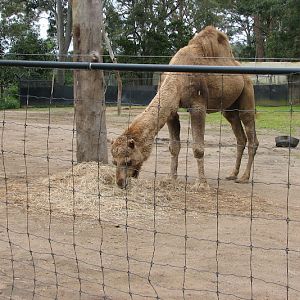 Nowra 2011 - Dromedary Camel