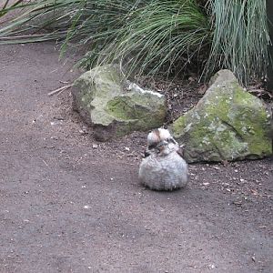 Nowra 2011 - Laughing Kookaburra with clipped wings