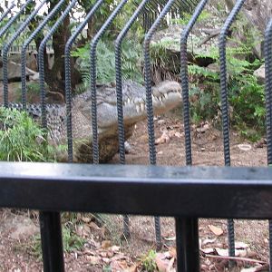 Nowra 2011 - Estuarine Crocodile
