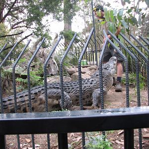 Nowra 2011 - Estuarine Crocodile