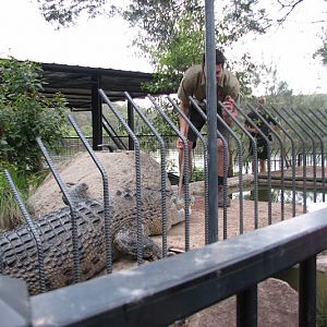 Nowra 2011 - Estuarine Crocodile
