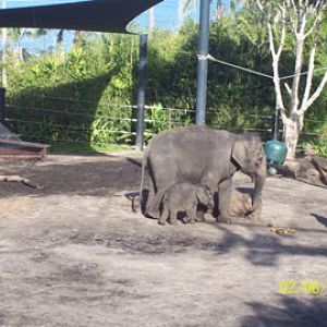 Taronga 2010 - Asiatic Elephants