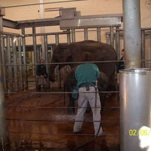 Taronga 2010 - Asiatic Elephants