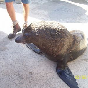Taronga 2010 - Long-nosed Fur Seal