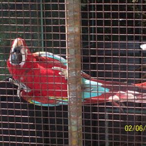 Taronga 2010 - Green-winged Macaw