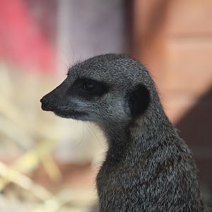 Meerkat