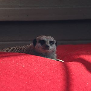 Meerkat