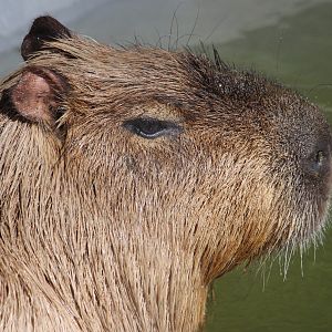 Capybara