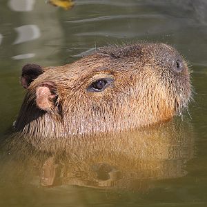 Capybara