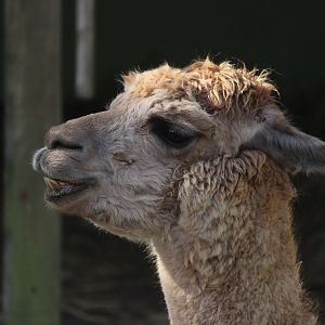 Alpaca
