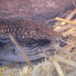 Eastern Blue-tongued Skink