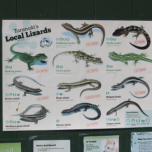 Sign of native lizards of the region