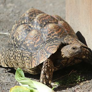 Leopard Tortoise