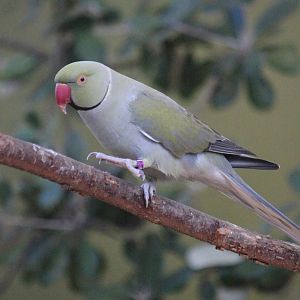 Rose-ringed Parakeet