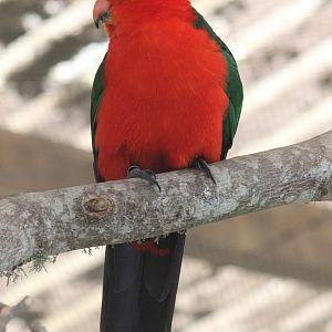 Australian King Parrot male