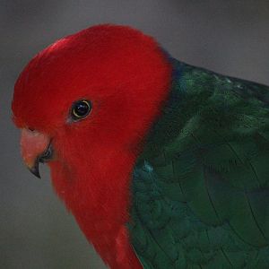 Australian King Parrot male