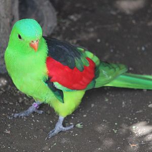 Red-winged Parrot male