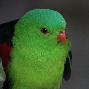 Red-winged Parrot male