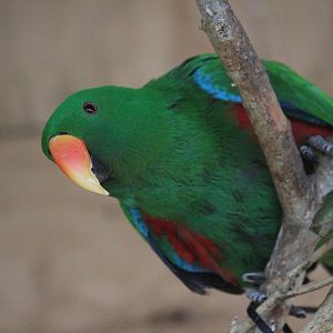 Eclectus Parrot male