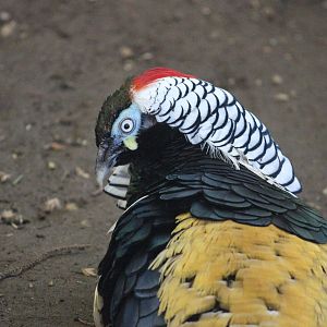 Lady Amherst's x Golden hybrid Pheasant male