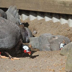 Domestic Helmeted Guineafowl