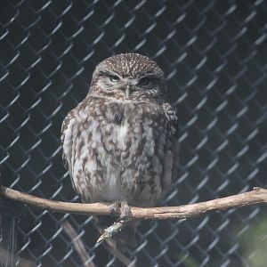 Little Owl