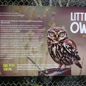 Signage for Little Owl