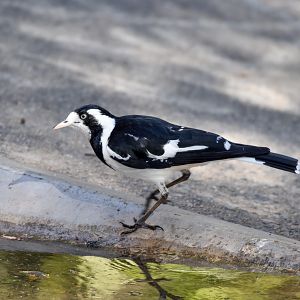 Magpie-Lark