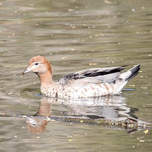 Australian Wood-Duck