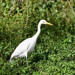 Intermediate Egret