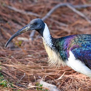 Straw-necked Ibis