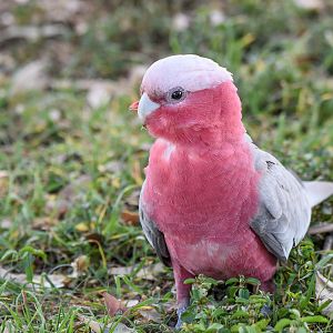 Galah