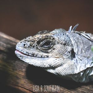 Utila Spiny Tailed Iguana