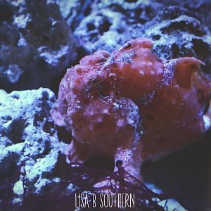 Warty frogfish