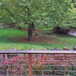 Lowland tapir enclosure