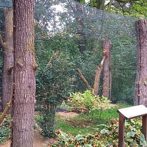 Pel's fishing owl aviary