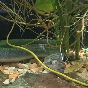 Puff-faced watersnake