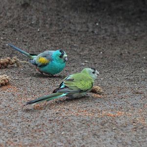 Golden-shouldered parrots