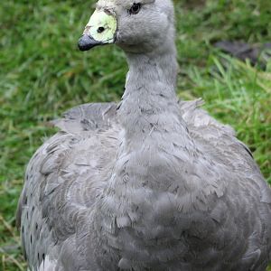 Cape barren goose