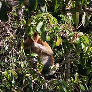 Proboscis monkey - Kinabatangan River, 13 June 2023