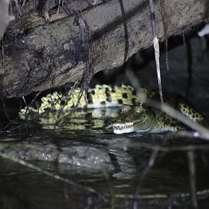 Saltwater crocodile - Kinabatangan River, 13 June 2023