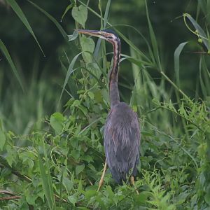 Purple heron - Kinabatangan River, 14 June 2023