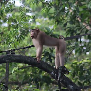 Southern pig-tailed macaque - Kinabatangan River, 14 June 2023
