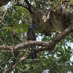 Bushy-crested hornbill - Kinabatangan River, 14 June 2023